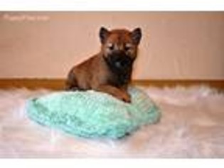 Shiba Inu Puppy for sale in Warren, MA, USA