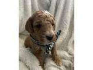 Goldendoodle Puppy for sale in Maysville, KY, USA