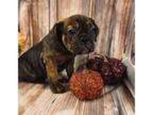 Bulldog Puppy for sale in Creedmoor, NC, USA