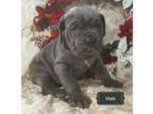 Neapolitan Mastiff Puppy for sale in Wauseon, OH, USA