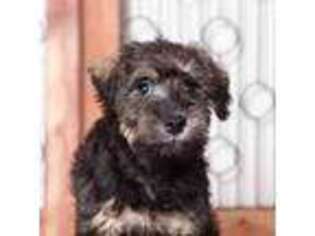 Schnoodle (Standard) Puppy for sale in Naples, FL, USA