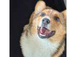 Pembroke Welsh Corgi Puppy for sale in Mc Alpin, FL, USA