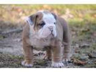 Bulldog Puppy for sale in Colonial Heights, VA, USA