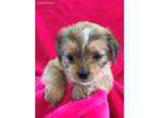 Shorkie Tzu Puppy for sale in Peyton, CO, USA