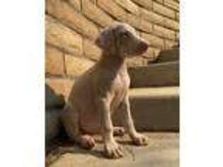 Doberman Pinscher Puppy for sale in Colton, CA, USA