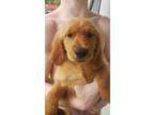 Golden Retriever Puppy for sale in Jesup, GA, USA