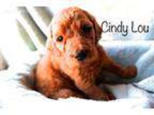 Goldendoodle Puppy for sale in Winchester, IN, USA