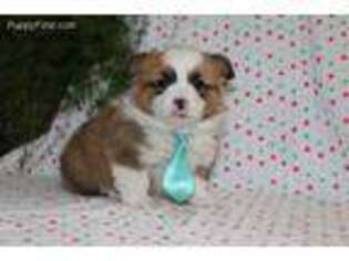 Pembroke Welsh Corgi Puppy for sale in New Paris, IN, USA