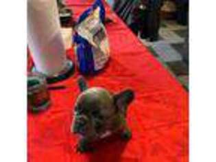 French Bulldog Puppy for sale in Sperry, OK, USA