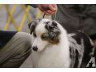 Australian Shepherd Puppy for sale in MOCKSVILLE, NC, USA
