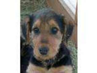 Airedale Terrier Puppy for sale in Laguna, NM, USA