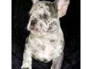 French Bulldog Puppy for sale in Anaconda, MT, USA