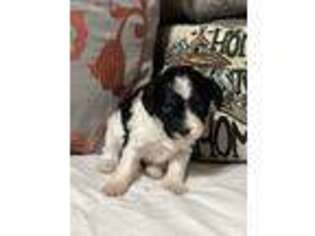 Cavapoo Puppy for sale in Watkinsville, GA, USA