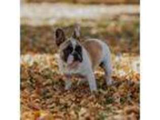French Bulldog Puppy for sale in Brighton, CO, USA