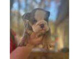 Bulldog Puppy for sale in Clarkesville, GA, USA
