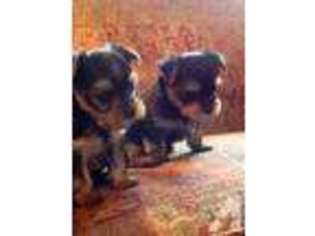 Yorkshire Terrier Puppy for sale in TRINITY, TX, USA