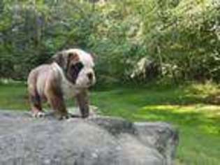 Olde English Bulldogge Puppy for sale in New Philadelphia, OH, USA