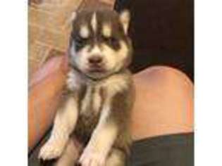 Siberian Husky Puppy for sale in El Paso, TX, USA
