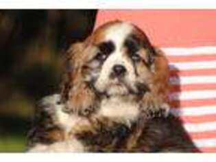 Cocker Spaniel Puppy for sale in Sutherlin, OR, USA