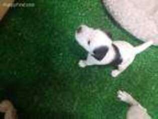Jack Russell Terrier Puppy for sale in Silver Spring, MD, USA