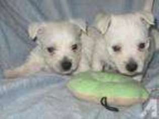 West Highland White Terrier Puppy for sale in PHOENIX, AZ, USA