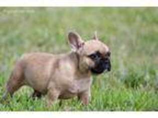 French Bulldog Puppy for sale in Bradford, OH, USA