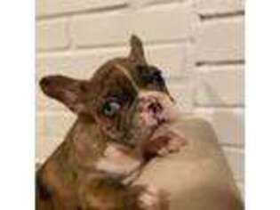French Bulldog Puppy for sale in Kennesaw, GA, USA