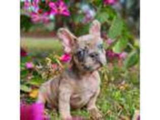 French Bulldog Puppy for sale in Webster, FL, USA