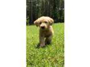 Goldendoodle Puppy for sale in Glennville, GA, USA