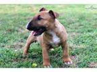 Bull Terrier Puppy for sale in Lawton, OK, USA