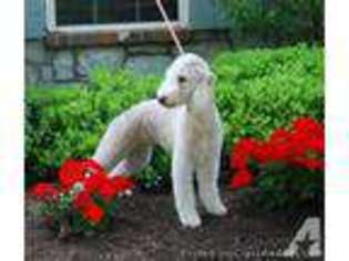 Bedlington Terrier Puppy for sale in DALLAS, TX, USA