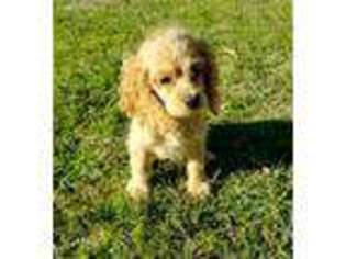 Cocker Spaniel Puppy for sale in Avery, TX, USA