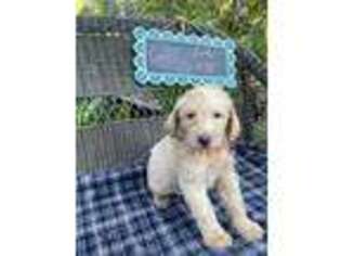 Labradoodle Puppy for sale in Roaring River, NC, USA