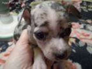 Rat Terrier Puppy for sale in Archer, FL, USA