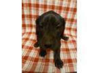 Great Dane Puppy for sale in Elkhart, IN, USA