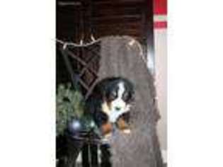 Bernese Mountain Dog Puppy for sale in Newmanstown, PA, USA