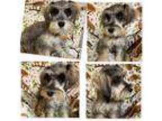 Schnoodle (Standard) Puppy for sale in Flora, IL, USA