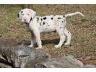 Great Dane Puppy for sale in Grand Rapids, MI, USA