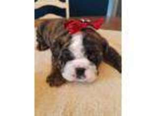 Bulldog Puppy for sale in Ozark, AR, USA