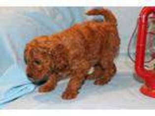 Mutt Puppy for sale in Warren Center, PA, USA