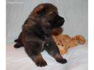 Mutt Puppy for sale in Rivesville, WV, USA
