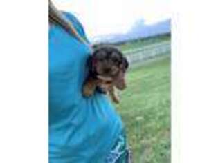 Yorkshire Terrier Puppy for sale in New Castle, IN, USA