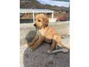 Afghan Hound Puppy for sale in Orem, UT, USA