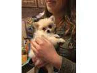 Pomeranian Puppy for sale in Fairfield, CA, USA