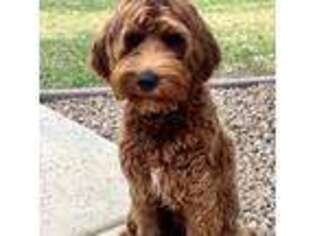 Goldendoodle Puppy for sale in Glendale, AZ, USA