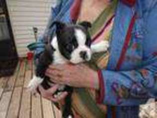 Boston Terrier Puppy for sale in REDMOND, WA, USA