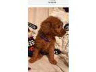 Goldendoodle Puppy for sale in Eutaw, AL, USA