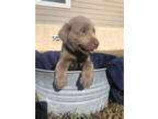 Labrador Retriever Puppy for sale in Floresville, TX, USA