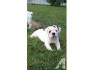 Olde English Bulldogge Puppy for sale in ALMA, MI, USA