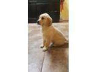 Golden Retriever Puppy for sale in Dalton, GA, USA